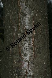 Herzblättrige Erle, Italienische Erle, Alnus cordata Kauf von 05254_alnus_cordata_img_6763.jpg