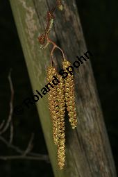 Herzblättrige Erle, Italienische Erle, Alnus cordata Kauf von 05254_alnus_cordata_img_6764.jpg