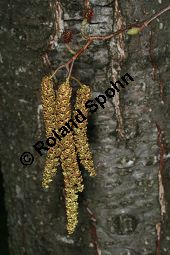 Herzblättrige Erle, Italienische Erle, Alnus cordata Kauf von 05254_alnus_cordata_img_6765.jpg