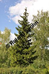 Kaukasus-Fichte, Morgenländische Fichte, Sapindus-Fichte, Picea orientalis, Picea wittmanniana Kauf von 05257_picea_orientalis_dsc_0032.jpg