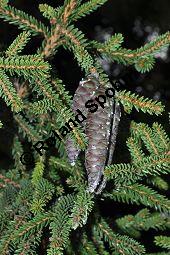 Kaukasus-Fichte, Morgenländische Fichte, Sapindus-Fichte, Picea orientalis, Picea wittmanniana Kauf von 05257_picea_orientalis_dsc_0033.jpg
