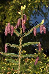 Kaukasus-Fichte, Morgenländische Fichte, Sapindus-Fichte, Picea orientalis, Picea wittmanniana Kauf von 05257_picea_orientalis_dsc_3727.jpg