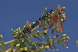 Kaukasus-Fichte, Morgenländische Fichte, Sapindus-Fichte, Picea orientalis, Picea wittmanniana Kauf von 05257_picea_orientalis_dsc_3728.jpg