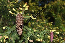 Kaukasus-Fichte, Morgenländische Fichte, Sapindus-Fichte, Picea orientalis, Picea wittmanniana Kauf von 05257_picea_orientalis_dsc_3729.jpg