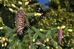 Kaukasus-Fichte, Morgenländische Fichte, Sapindus-Fichte, Picea orientalis, Picea wittmanniana Kauf von 05257_picea_orientalis_dsc_3730.jpg