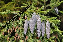 Kaukasus-Fichte, Morgenländische Fichte, Sapindus-Fichte, Picea orientalis, Picea wittmanniana Kauf von 05257_picea_orientalis_dsc_5028.jpg