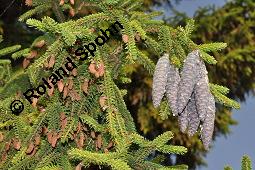 Kaukasus-Fichte, Morgenländische Fichte, Sapindus-Fichte, Picea orientalis, Picea wittmanniana Kauf von 05257_picea_orientalis_dsc_5029.jpg