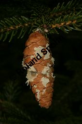 Kaukasus-Fichte, Morgenländische Fichte, Sapindus-Fichte, Picea orientalis, Picea wittmanniana Kauf von 05257_picea_orientalis_img_1838.jpg