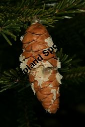 Kaukasus-Fichte, Morgenländische Fichte, Sapindus-Fichte, Picea orientalis, Picea wittmanniana Kauf von 05257_picea_orientalis_img_1839.jpg