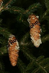 Kaukasus-Fichte, Morgenländische Fichte, Sapindus-Fichte, Picea orientalis, Picea wittmanniana Kauf von 05257_picea_orientalis_img_1841.jpg