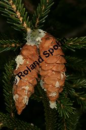 Kaukasus-Fichte, Morgenländische Fichte, Sapindus-Fichte, Picea orientalis, Picea wittmanniana Kauf von 05257_picea_orientalis_img_1842.jpg