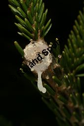 Kaukasus-Fichte, Morgenländische Fichte, Sapindus-Fichte, Picea orientalis, Picea wittmanniana Kauf von 05257_picea_orientalis_img_1843.jpg