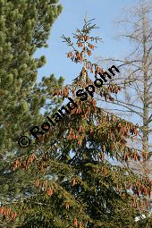 Kaukasus-Fichte, Morgenländische Fichte, Sapindus-Fichte, Picea orientalis, Picea wittmanniana Kauf von 05257_picea_orientalis_img_5466.jpg