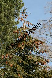 Kaukasus-Fichte, Morgenländische Fichte, Sapindus-Fichte, Picea orientalis, Picea wittmanniana Kauf von 05257_picea_orientalis_img_5467.jpg