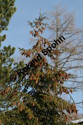 Kaukasus-Fichte, Morgenländische Fichte, Sapindus-Fichte, Picea orientalis, Picea wittmanniana Kauf von 05257_picea_orientalis_img_5468.jpg