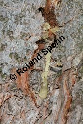 Kaukasus-Fichte, Morgenländische Fichte, Sapindus-Fichte, Picea orientalis, Picea wittmanniana Kauf von 05257_picea_orientalis_img_7300.jpg