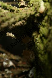 Kaukasus-Fichte, Morgenländische Fichte, Sapindus-Fichte, Picea orientalis, Picea wittmanniana Kauf von 05257_picea_orientalis_img_7301.jpg