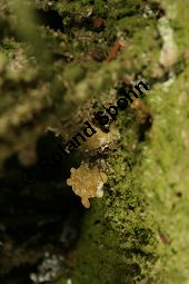 Kaukasus-Fichte, Morgenländische Fichte, Sapindus-Fichte, Picea orientalis, Picea wittmanniana Kauf von 05257_picea_orientalis_img_7302.jpg