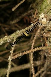 Kaukasus-Fichte, Morgenländische Fichte, Sapindus-Fichte, Picea orientalis, Picea wittmanniana Kauf von 05257_picea_orientalis_img_7303.jpg