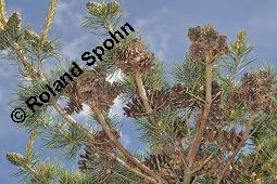 Mädchen-Kiefer, Pinus parviflora, Pinus pentaphylla, Pinus parviflora, Pinus pentaphylla, Mädchen-Kiefer, Pinaceae, männlich blühend Kauf von 05298_pinus_parviflora_dsc_4433.jpg