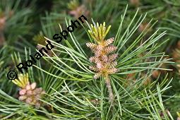 Mädchen-Kiefer, Pinus parviflora, Pinus pentaphylla, Pinus parviflora, Pinus pentaphylla, Mädchen-Kiefer, Pinaceae, männlich blühend Kauf von 05298_pinus_parviflora_dsc_4434.jpg