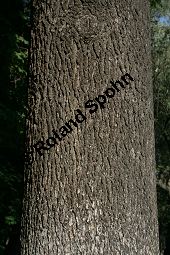 Libanon-Zeder, Cedrus libani, Cedrus libanotica, Cedrus patula, Cedrus cedrus Kauf von 05301_cedrus_libani_img_9259.jpg