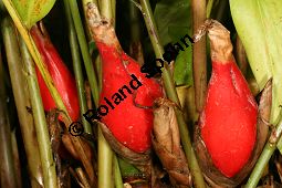 Paradieskörnerpflanze, Aframomum melegueta, Zingiberaceae, Aframomum melegueta, Paradieskörnerpflanze, Melegueta-Pfeffer, Malagueta-Pfeffer, fruchtend Kauf von 05302aframomum_meleguetaimg_2614.jpg