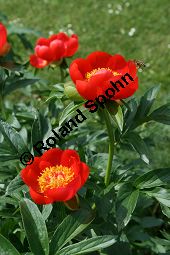 Scharlach-Pfingstrose, Paeonia peregrina, Paeonia lobata, Paeonia decora, Paeoniaceae, Paeonia peregrina, Paeonia lobata, Paeonia decora, Scharlach-Pfingstrose, Blühend Kauf von 05341paeonia_peregrinaimg_2052.jpg