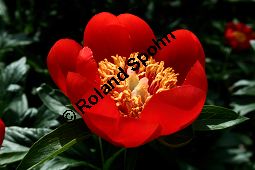 Scharlach-Pfingstrose, Paeonia peregrina, Paeonia lobata, Paeonia decora, Paeoniaceae, Paeonia peregrina, Paeonia lobata, Paeonia decora, Scharlach-Pfingstrose, Blühend Kauf von 05341paeonia_peregrinaimg_2055.jpg