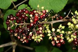 Amerikanischer Ginseng, Panax quinquefolius, Araliaceae, Panax quinquefolius, Amerikanischer Ginseng, Beblättert Kauf von 05342_panax_quinquefolius_img_4042.jpg