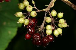 Amerikanischer Ginseng, Panax quinquefolius, Araliaceae, Panax quinquefolius, Amerikanischer Ginseng, Beblättert Kauf von 05342_panax_quinquefolius_img_4043.jpg
