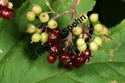 Amerikanischer Ginseng, Panax quinquefolius, Araliaceae, Panax quinquefolius, Amerikanischer Ginseng, Beblättert Kauf von 05342_panax_quinquefolius_img_4044.jpg