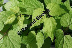 Amerikanischer Ginseng, Panax quinquefolius, Araliaceae, Panax quinquefolius, Amerikanischer Ginseng, Beblättert Kauf von 05342panax_quinquefoliusimg_2902.jpg