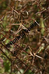 Sternfrüchtiger Sichelsalat, Rhagadiolus stellatus, Cichoriaceae, Rhagadiolus stellatus, Sternfrüchtiger Sichelsalat, Stern-Lattich, fruchtend Kauf von 05346rhagadiolus_stellatusimg_2708.jpg