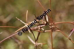 Sternfrüchtiger Sichelsalat, Rhagadiolus stellatus, Cichoriaceae, Rhagadiolus stellatus, Sternfrüchtiger Sichelsalat, Stern-Lattich, fruchtend Kauf von 05346rhagadiolus_stellatusimg_2709.jpg