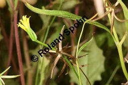 Sternfrüchtiger Sichelsalat, Rhagadiolus stellatus, Cichoriaceae, Rhagadiolus stellatus, Sternfrüchtiger Sichelsalat, Stern-Lattich, fruchtend Kauf von 05346rhagadiolus_stellatusimg_2710.jpg