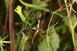 Sternfrüchtiger Sichelsalat, Rhagadiolus stellatus, Cichoriaceae, Rhagadiolus stellatus, Sternfrüchtiger Sichelsalat, Stern-Lattich, fruchtend Kauf von 05346rhagadiolus_stellatusimg_2711.jpg