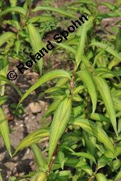 Vietnamesischer Koriander, Persicaria odorata, Polygonum odoratum, Persicaria odorata, Polygonum odoratum, Vietnamesischer Koriander, Polygonaceae, Beblättert Kauf von 05351_persicaria_odorata_dsc_5079.jpg