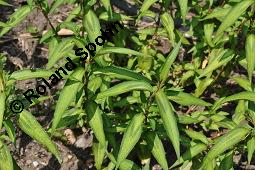 Vietnamesischer Koriander, Persicaria odorata, Polygonum odoratum, Persicaria odorata, Polygonum odoratum, Vietnamesischer Koriander, Polygonaceae, Beblättert Kauf von 05351_persicaria_odorata_dsc_5080.jpg