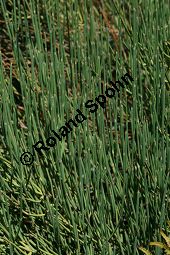 Meerträubel, Ephedra gerardiana ssp. sikkimensis Kauf von 05361_ephedra_gerardiana_sikkimensis_img_0885.jpg