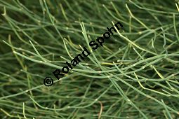 Meerträubel, Ephedra gerardiana ssp. sikkimensis Kauf von 05361_ephedra_gerardiana_sikkimensis_img_3639.jpg