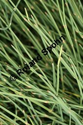 Meerträubel, Ephedra gerardiana ssp. sikkimensis Kauf von 05361_ephedra_gerardiana_sikkimensis_img_3640.jpg