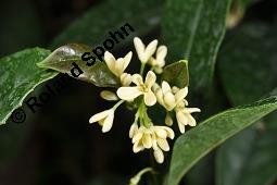 Süße Duftblüte, Osmanthus fragrans, Osmanthus fragrans, Süße Duftblüte, Oleaceae, Blühend Kauf von 05366_osmanthus_fragrans_dsc_7864.jpg