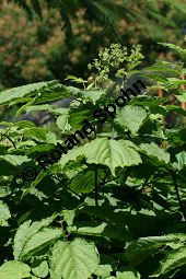 Pseudoginseng, Kraftwurz, Vietnamesischer Ginseng, Panax pseudoginseng Kauf von 05369_panax_pseudoginseng_img_0105.jpg