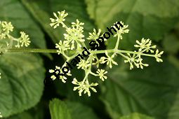 Pseudoginseng, Kraftwurz, Vietnamesischer Ginseng, Panax pseudoginseng Kauf von 05369_panax_pseudoginseng_img_0108.jpg