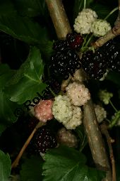 Weißer Maulbeerbaum 'Pendula', Morus alba 'Pendula', Moraceae, Morus alba 'Pendula', Weißer Maulbeerbaum 'Pendula', fruchtend Kauf von 05383morus_alba_pendulaimg_2784.jpg