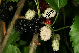 Weißer Maulbeerbaum 'Pendula', Morus alba 'Pendula', Moraceae, Morus alba 'Pendula', Weißer Maulbeerbaum 'Pendula', fruchtend Kauf von 05383morus_alba_pendulaimg_2785.jpg