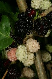 Weißer Maulbeerbaum 'Pendula', Morus alba 'Pendula', Moraceae, Morus alba 'Pendula', Weißer Maulbeerbaum 'Pendula', fruchtend Kauf von 05383morus_alba_pendulaimg_2786.jpg