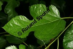 Weißer Maulbeerbaum 'Pendula', Morus alba 'Pendula', Moraceae, Morus alba 'Pendula', Weißer Maulbeerbaum 'Pendula', fruchtend Kauf von 05383morus_alba_pendulaimg_3009.jpg