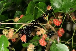 Weißer Maulbeerbaum 'Pendula', Morus alba 'Pendula', Moraceae, Morus alba 'Pendula', Weißer Maulbeerbaum 'Pendula', fruchtend Kauf von 05383morus_alba_pendulaimg_3010.jpg